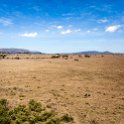 TZA SHI SerengetiNP 2016DEC25 Moru4Area 025 : 2016, 2016 - African Adventures, Africa, Date, December, Eastern, Month, Moru 4 Area, Places, Serengeti National Park, Shinyanga, Tanzania, Trips, Year
